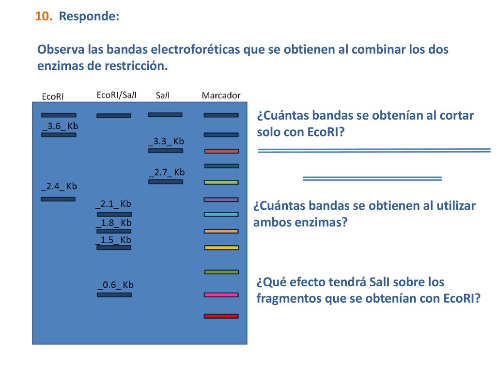 10. Responde: Observa las bandas electroforéticas que se obtienen al combinar los dos enzimas de restricción.