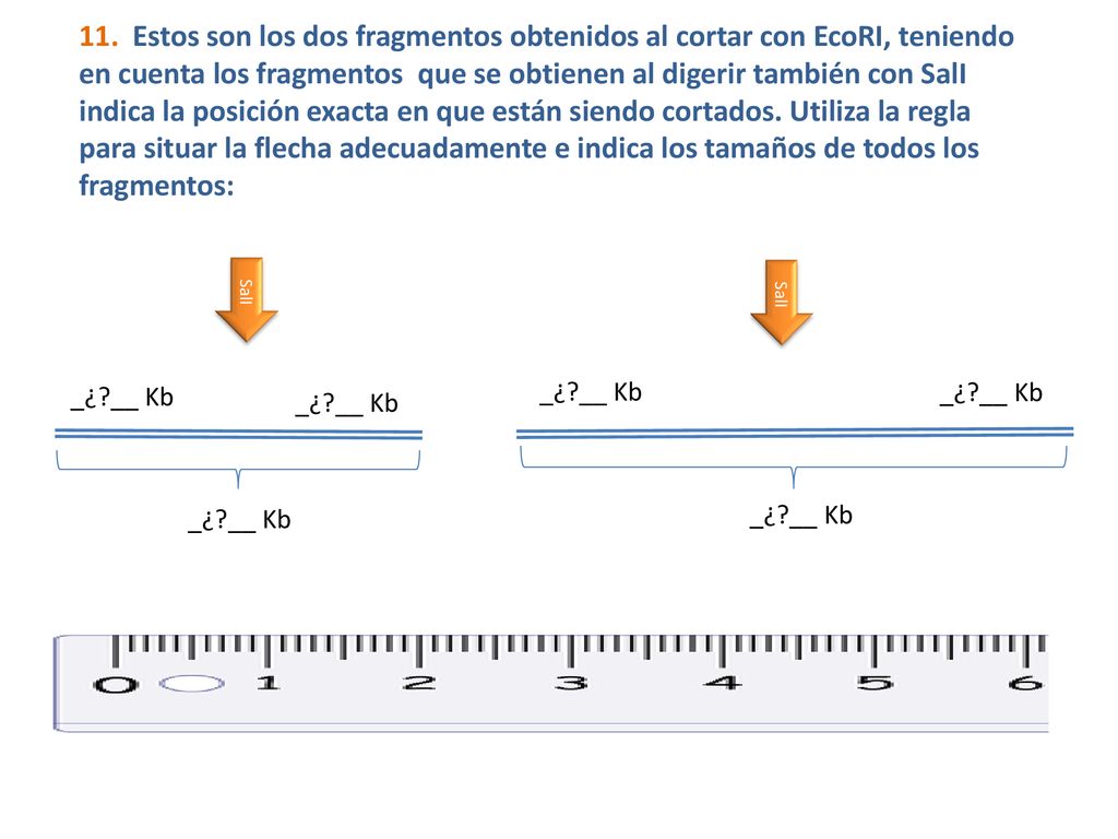 11. Estos son los dos fragmentos obtenidos al cortar con EcoRI, teniendo en cuenta los fragmentos que se obtienen al digerir también con SalI indica la posición exacta en que están siendo cortados. Utiliza la regla para situar la flecha adecuadamente e indica los tamaños de todos los fragmentos: