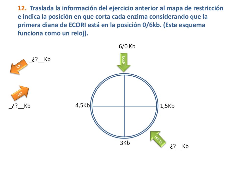 12. Traslada la información del ejercicio anterior al mapa de restricción e indica la posición en que corta cada enzima considerando que la primera diana de ECORI está en la posición 0/6kb. (Este esquema funciona como un reloj).