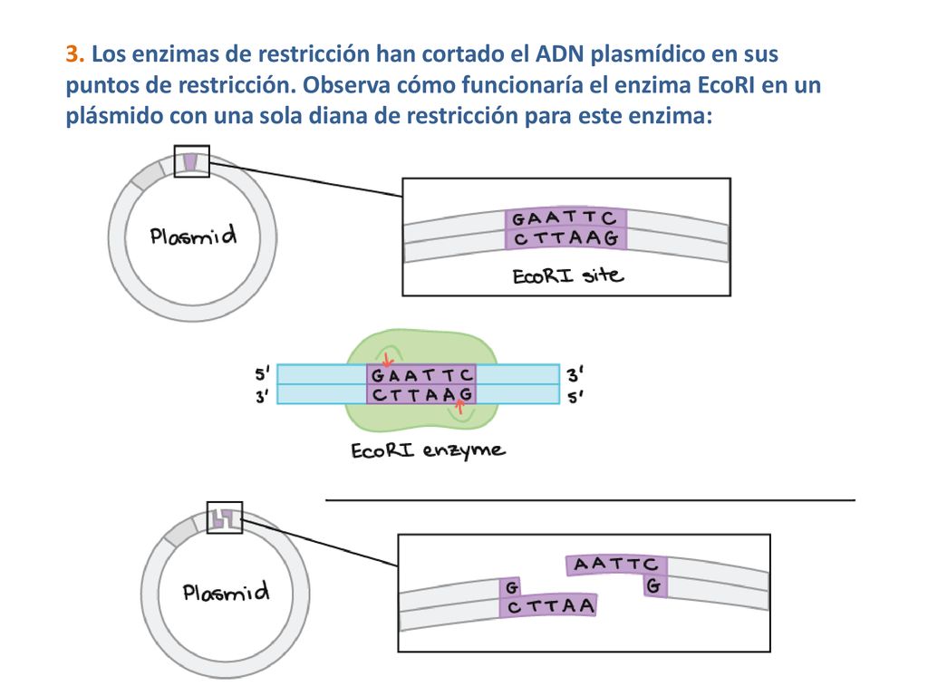 3. Los enzimas de restricción han cortado el ADN plasmídico en sus puntos de restricción. Observa cómo funcionaría el enzima EcoRI en un plásmido con una sola diana de restricción para este enzima:
