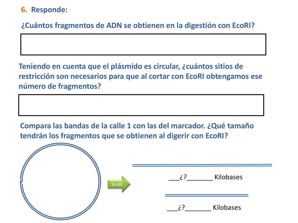 ¿Cuántos fragmentos de ADN se obtienen en la digestión con EcoRI
