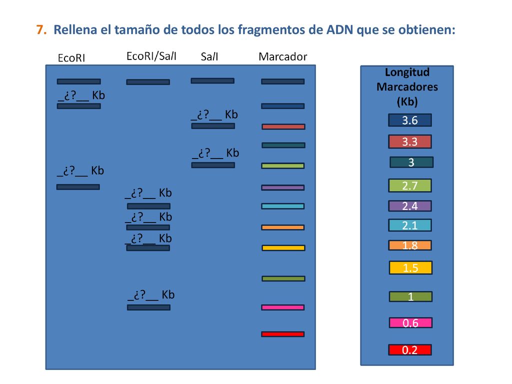 7. Rellena el tamaño de todos los fragmentos de ADN que se obtienen: