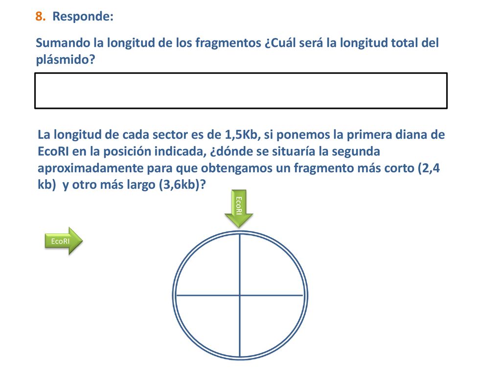 8. Responde: Sumando la longitud de los fragmentos ¿Cuál será la longitud total del plásmido