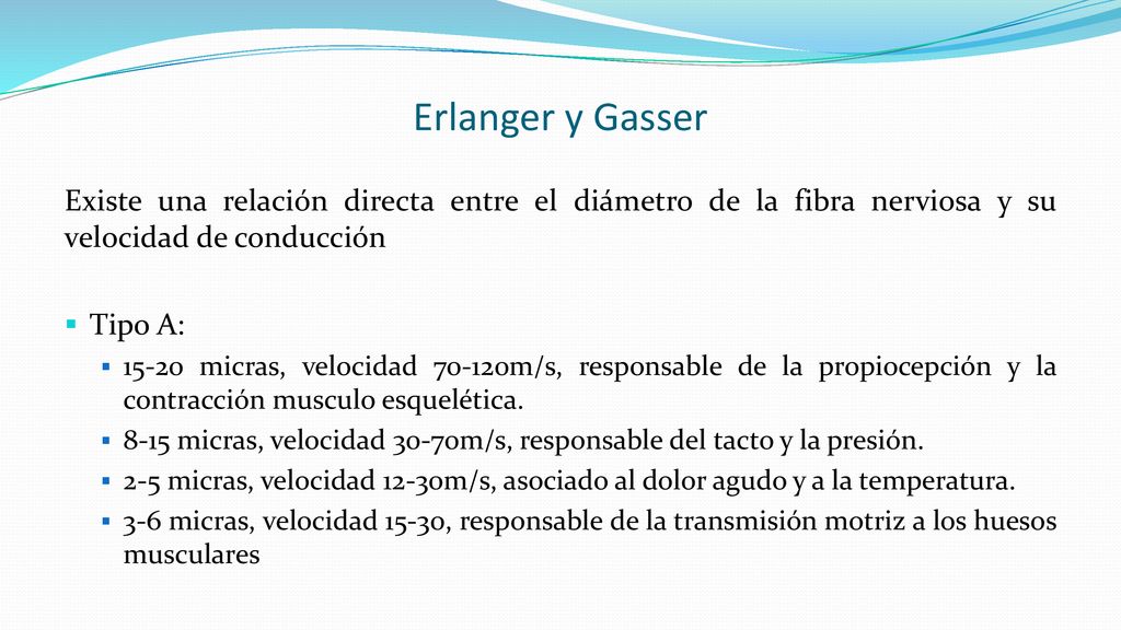 Erlanger y Gasser Existe una relación directa entre el diámetro de la fibra nerviosa y su velocidad de conducción.