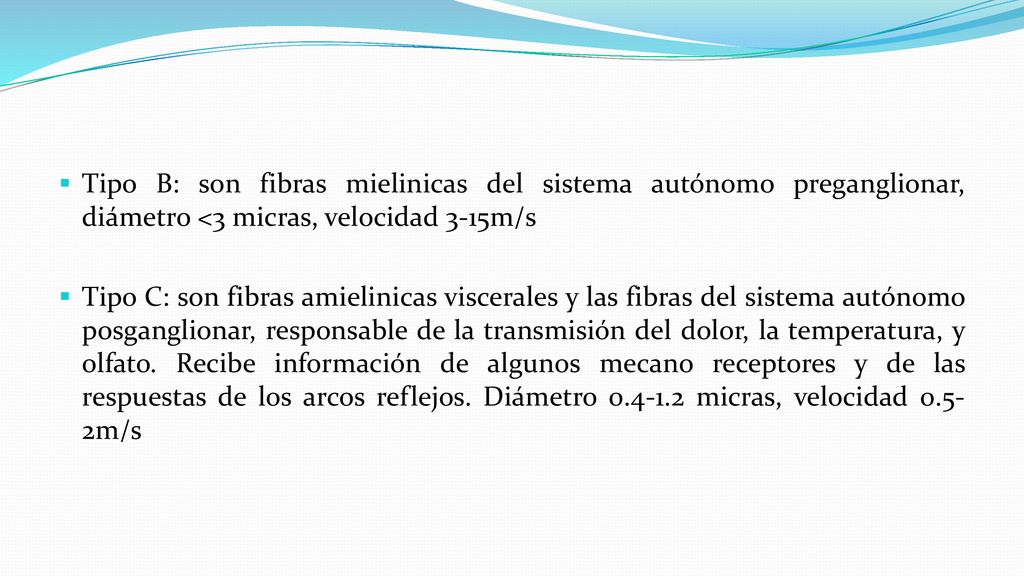 Tipo B: son fibras mielinicas del sistema autónomo preganglionar, diámetro <3 micras, velocidad 3-15m/s
