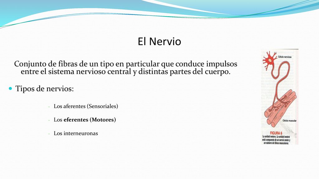El Nervio Conjunto de fibras de un tipo en particular que conduce impulsos entre el sistema nervioso central y distintas partes del cuerpo.