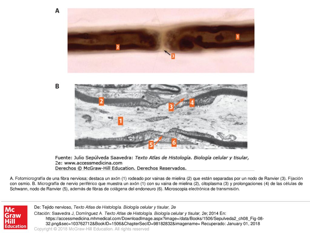 A. Fotomicrografía de una fibra nerviosa; destaca un axón (1) rodeado por vainas de mielina (2) que están separadas por un nodo de Ranvier (3). Fijación con osmio. B. Micrografía de nervio periférico que muestra un axón (1) con su vaina de mielina (2), citoplasma (3) y prolongaciones (4) de las células de Schwann, nodo de Ranvier (5), además de fibras de colágena del endoneuro (6). Microscopia electrónica de transmisión.