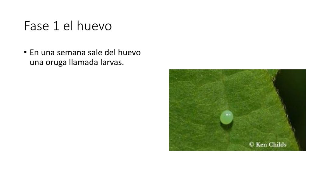 Fase 1 el huevo En una semana sale del huevo una oruga llamada larvas.