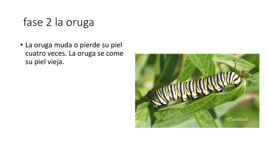fase 2 la oruga La oruga muda o pierde su piel cuatro veces. La oruga se come su piel vieja.