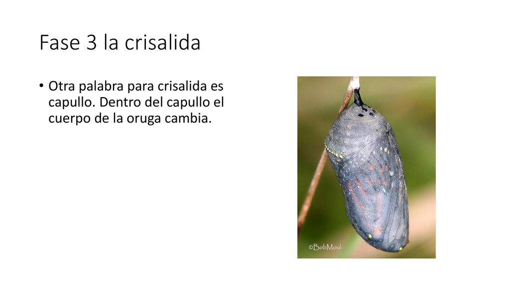 Fase 3 la crisalida Otra palabra para crisalida es capullo.