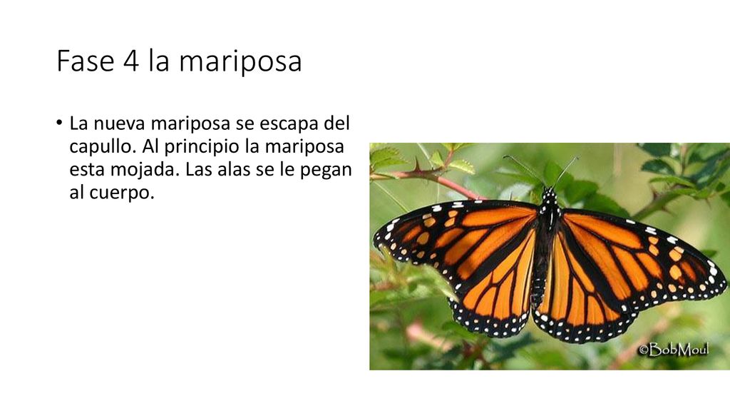 Fase 4 la mariposa La nueva mariposa se escapa del capullo.