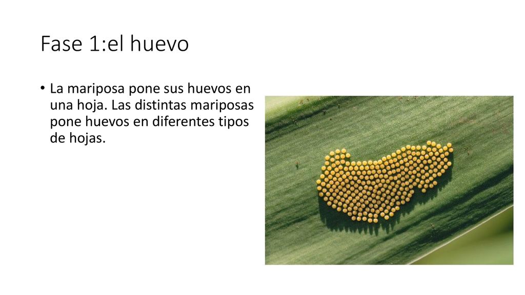 Fase 1:el huevo La mariposa pone sus huevos en una hoja.