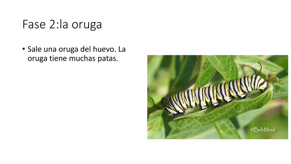 Fase 2:la oruga Sale una oruga del huevo. La oruga tiene muchas patas.
