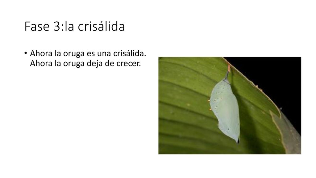 Fase 3:la crisálida Ahora la oruga es una crisálida. Ahora la oruga deja de crecer.