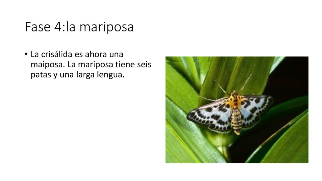Fase 4:la mariposa La crisálida es ahora una maiposa.
