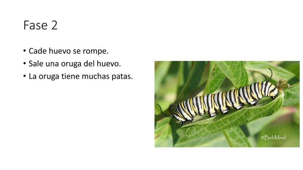Fase 2 Cade huevo se rompe. Sale una oruga del huevo.