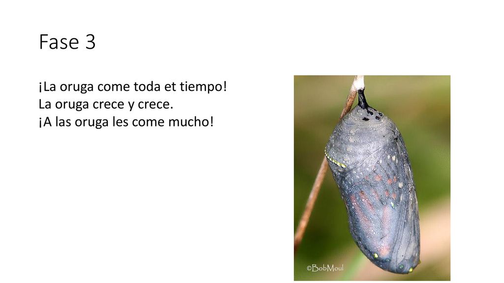 Fase 3 ¡La oruga come toda et tiempo! La oruga crece y crece. ¡A las oruga les come mucho! 1111