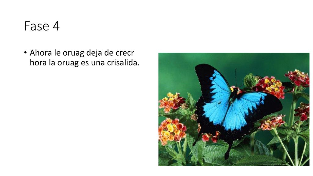 Fase 4 Ahora le oruag deja de crecr hora la oruag es una crisalida.