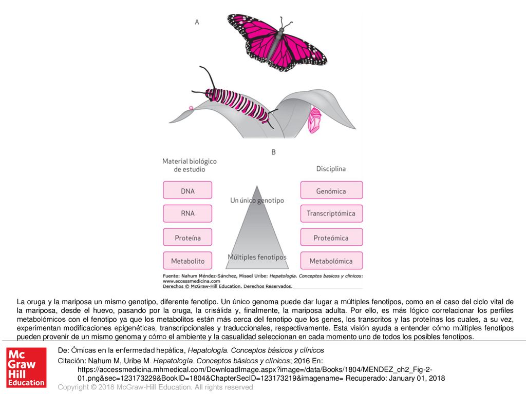 La oruga y la mariposa un mismo genotipo, diferente fenotipo