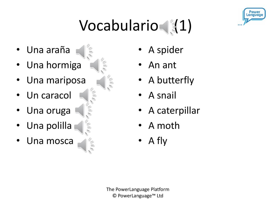 Vocabulario (1) Una araña Una hormiga Una mariposa Un caracol