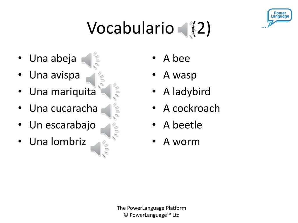 Vocabulario (2) Una abeja Una avispa Una mariquita Una cucaracha
