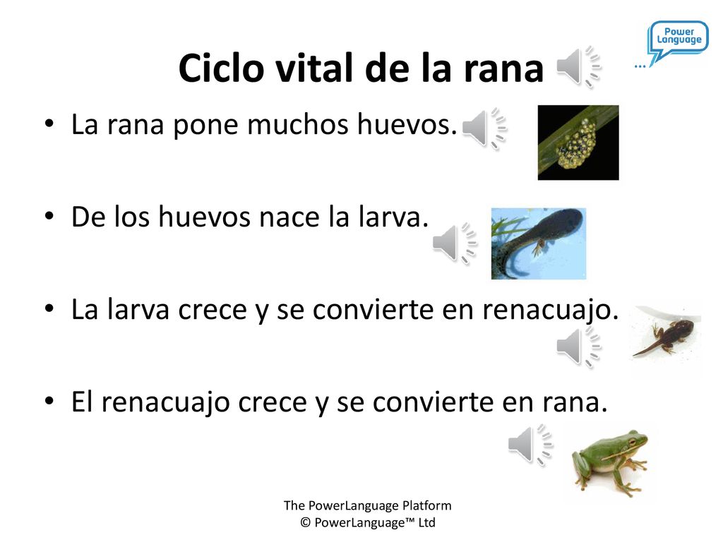 Ciclo vital de la rana La rana pone muchos huevos.