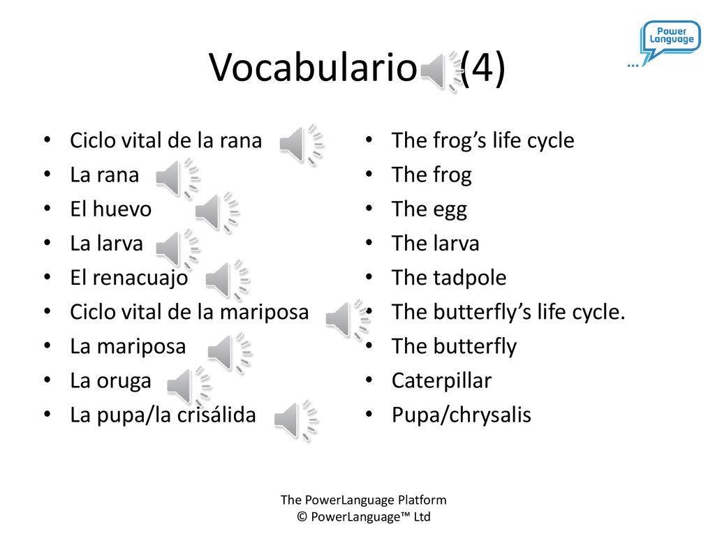 Vocabulario (4) Ciclo vital de la rana La rana El huevo La larva