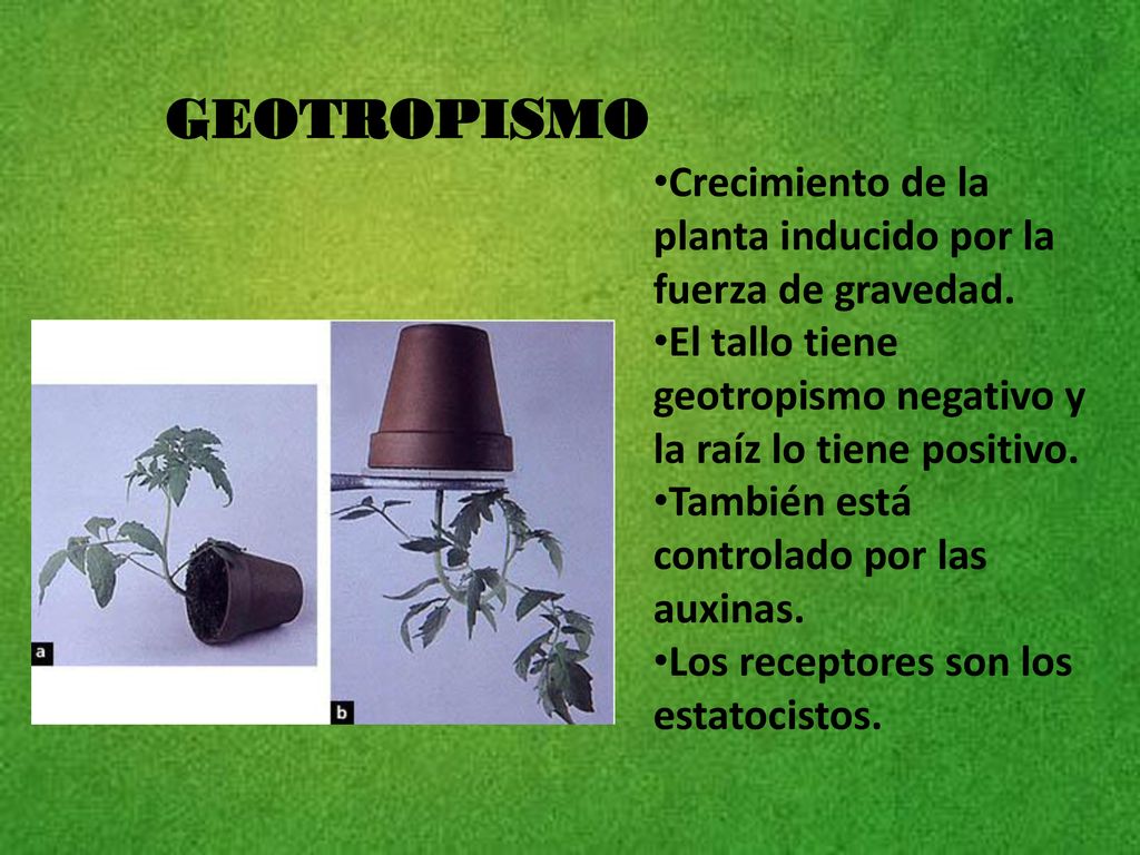 GEOTROPISMO Crecimiento de la planta inducido por la fuerza de gravedad. El tallo tiene geotropismo negativo y la raíz lo tiene positivo.
