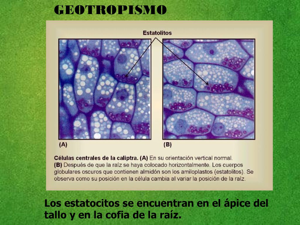GEOTROPISMO Los estatocitos se encuentran en el ápice del tallo y en la cofia de la raíz.