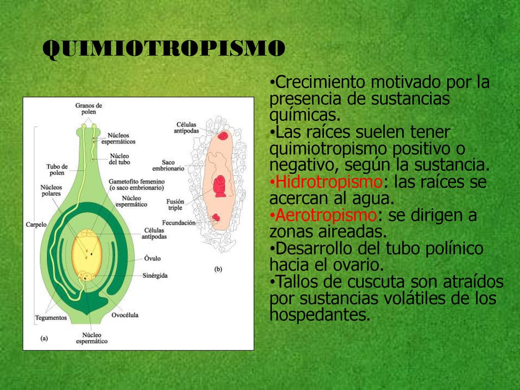 QUIMIOTROPISMO Crecimiento motivado por la presencia de sustancias químicas.
