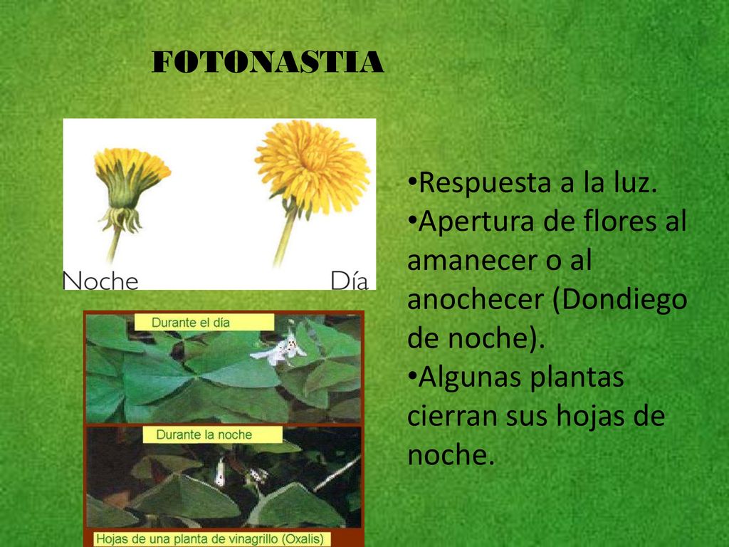 FOTONASTIA Respuesta a la luz. Apertura de flores al amanecer o al anochecer (Dondiego de noche).