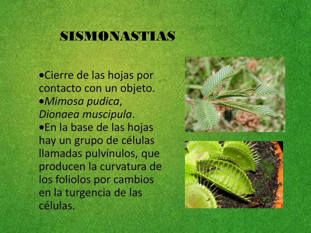 SISMONASTIAS Cierre de las hojas por contacto con un objeto.