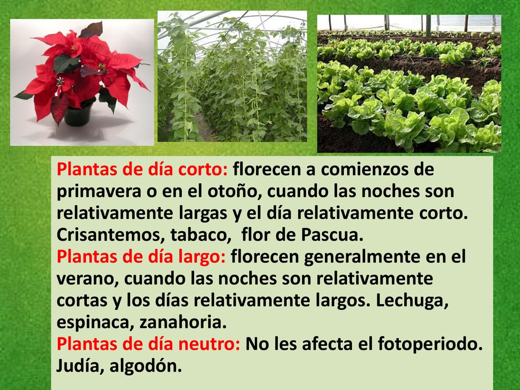 Plantas de día corto: florecen a comienzos de primavera o en el otoño, cuando las noches son relativamente largas y el día relativamente corto. Crisantemos, tabaco, flor de Pascua.