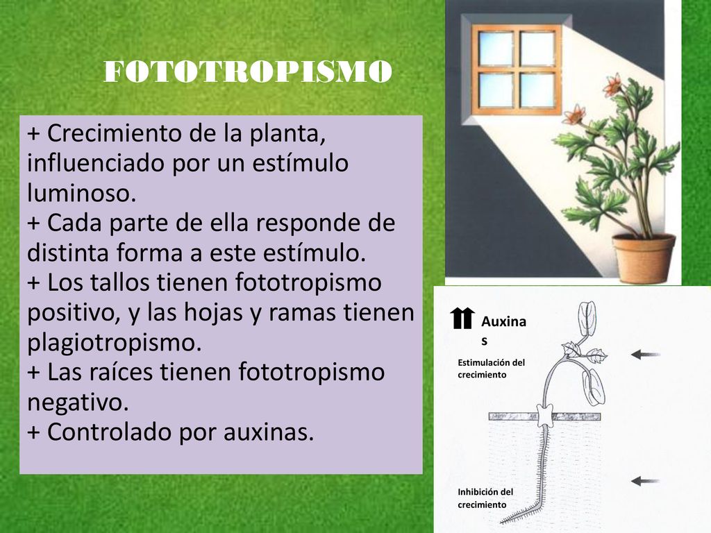 FOTOTROPISMO + Crecimiento de la planta, influenciado por un estímulo luminoso. + Cada parte de ella responde de distinta forma a este estímulo.