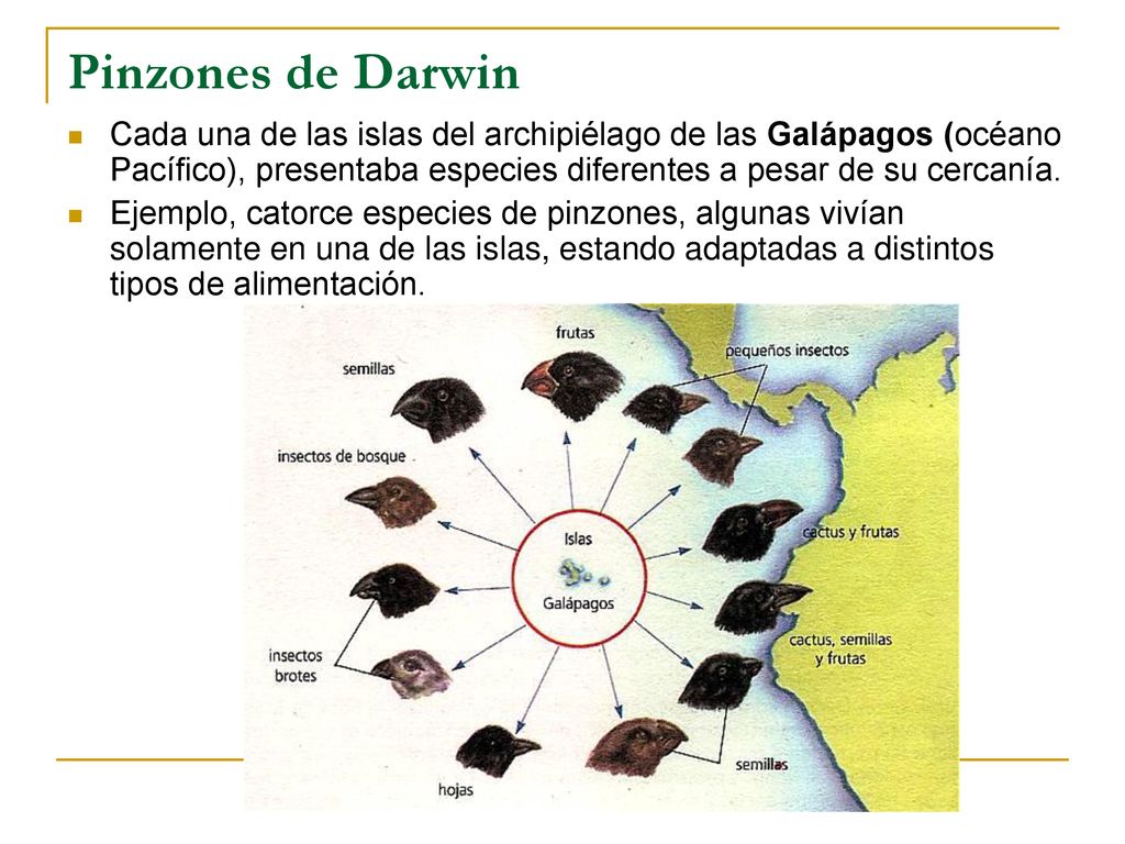 Pinzones de Darwin Cada una de las islas del archipiélago de las Galápagos (océano Pacífico), presentaba especies diferentes a pesar de su cercanía.