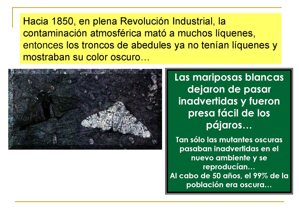 Hacia 1850, en plena Revolución Industrial, la contaminación atmosférica mató a muchos líquenes, entonces los troncos de abedules ya no tenían líquenes y mostraban su color oscuro…
