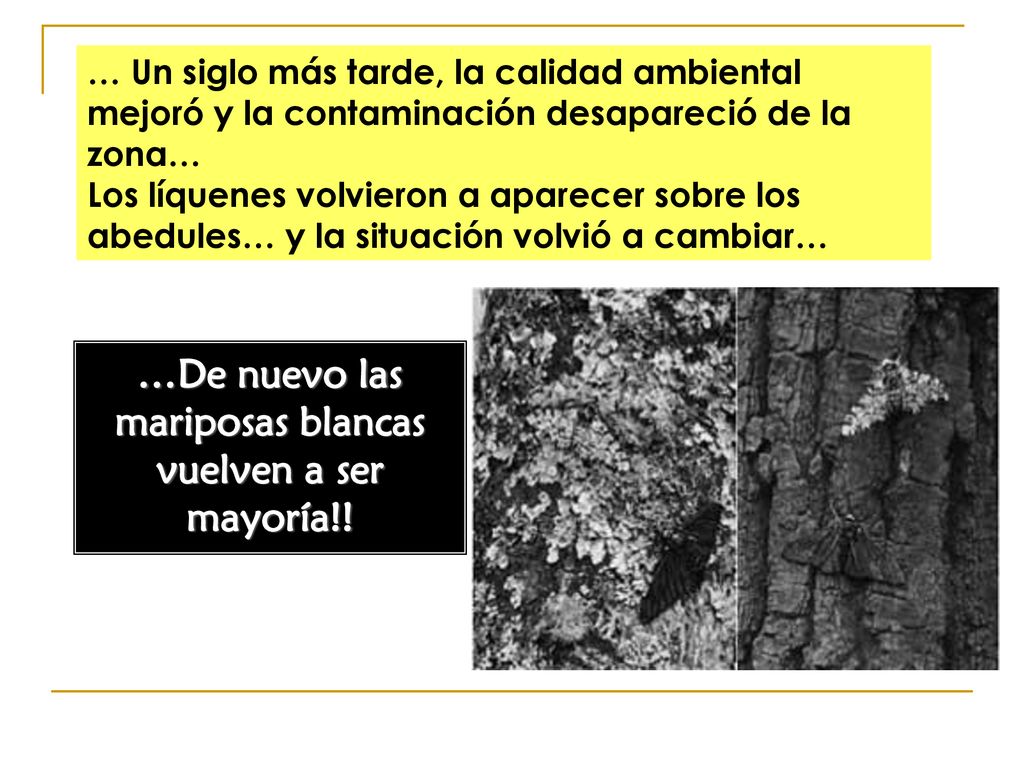 …De nuevo las mariposas blancas vuelven a ser mayoría!!