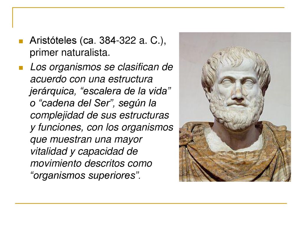 Aristóteles (ca a. C.), primer naturalista.
