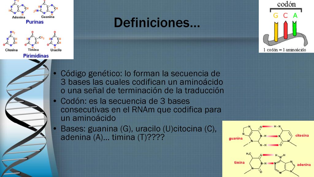 Definiciones… Código genético: lo forman la secuencia de 3 bases las cuales codifican un aminoácido o una señal de terminación de la traducción.