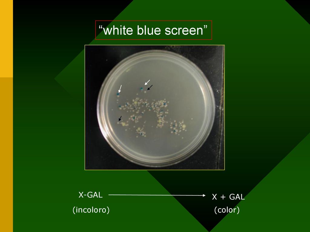white blue screen X-GAL X + GAL (incoloro) (color)