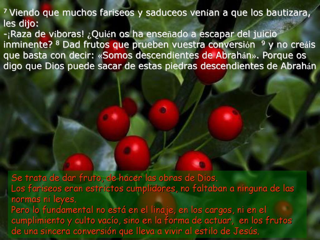 7 Viendo que muchos fariseos y saduceos venían a que los bautizara, les dijo: -¡Raza de víboras! ¿Quién os ha enseñado a escapar del juicio inminente 8 Dad frutos que prueben vuestra conversión 9 y no creáis que basta con decir: «Somos descendientes de Abrahán». Porque os digo que Dios puede sacar de estas piedras descendientes de Abrahán
