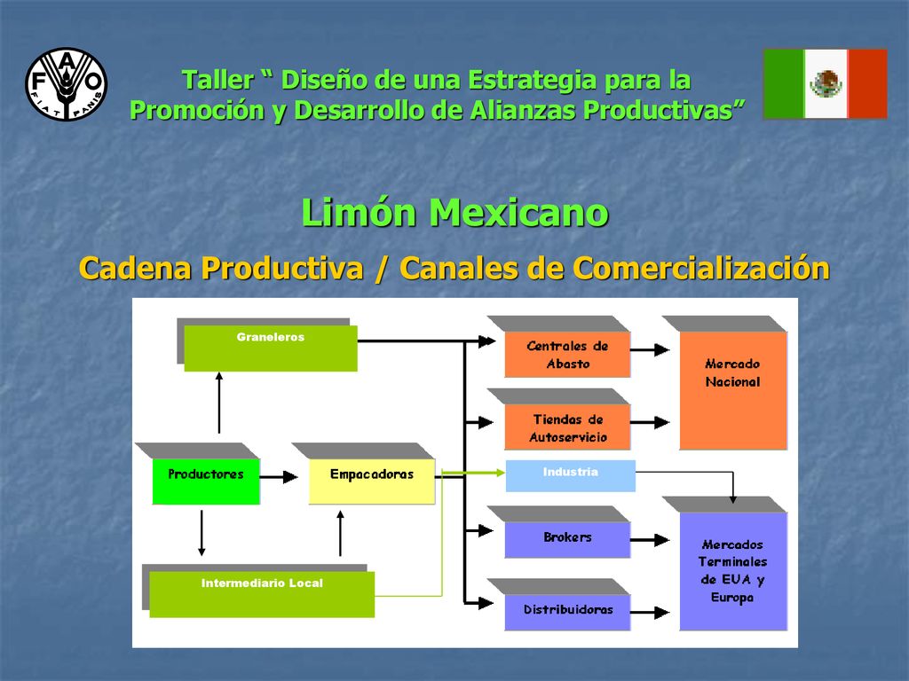 Limón Mexicano Cadena Productiva / Canales de Comercialización