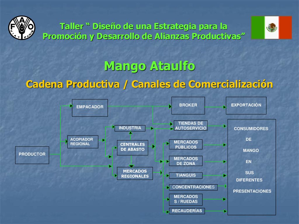Mango Ataulfo Cadena Productiva / Canales de Comercialización