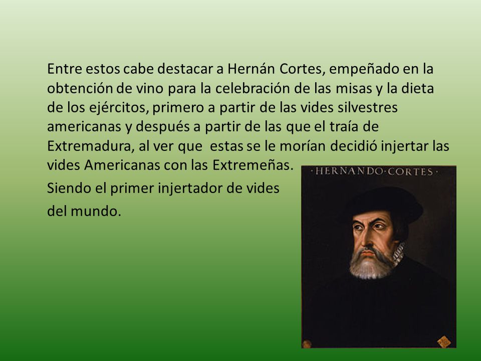 Entre estos cabe destacar a Hernán Cortes, empeñado en la obtención de vino para la celebración de las misas y la dieta de los ejércitos, primero a partir de las vides silvestres americanas y después a partir de las que el traía de Extremadura, al ver que estas se le morían decidió injertar las vides Americanas con las Extremeñas.