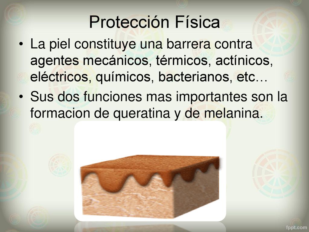 Protección Física La piel constituye una barrera contra agentes mecánicos, térmicos, actínicos, eléctricos, químicos, bacterianos, etc…