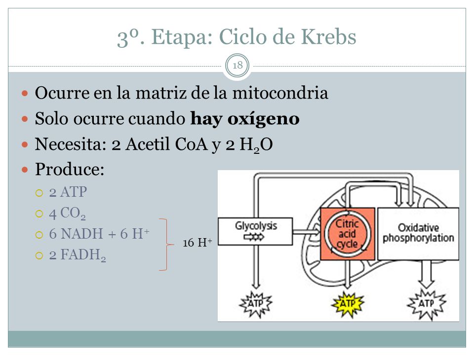 3º. Etapa: Ciclo de Krebs Ocurre en la matriz de la mitocondria