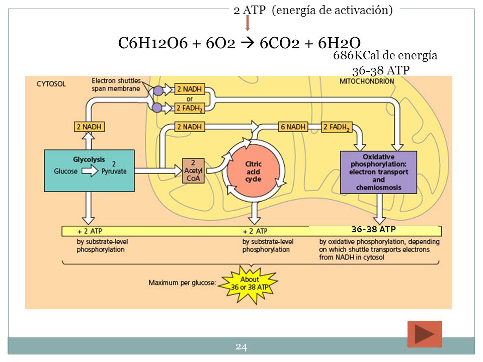 C6H12O6 + 6O2  6CO2 + 6H2O 2 ATP (energía de activación)