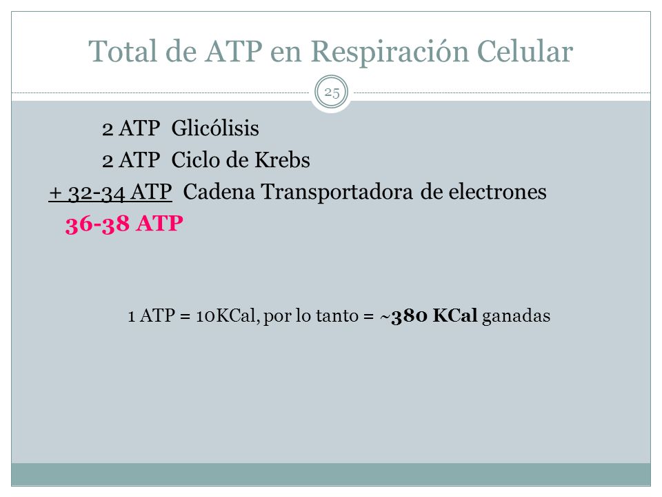 Total de ATP en Respiración Celular