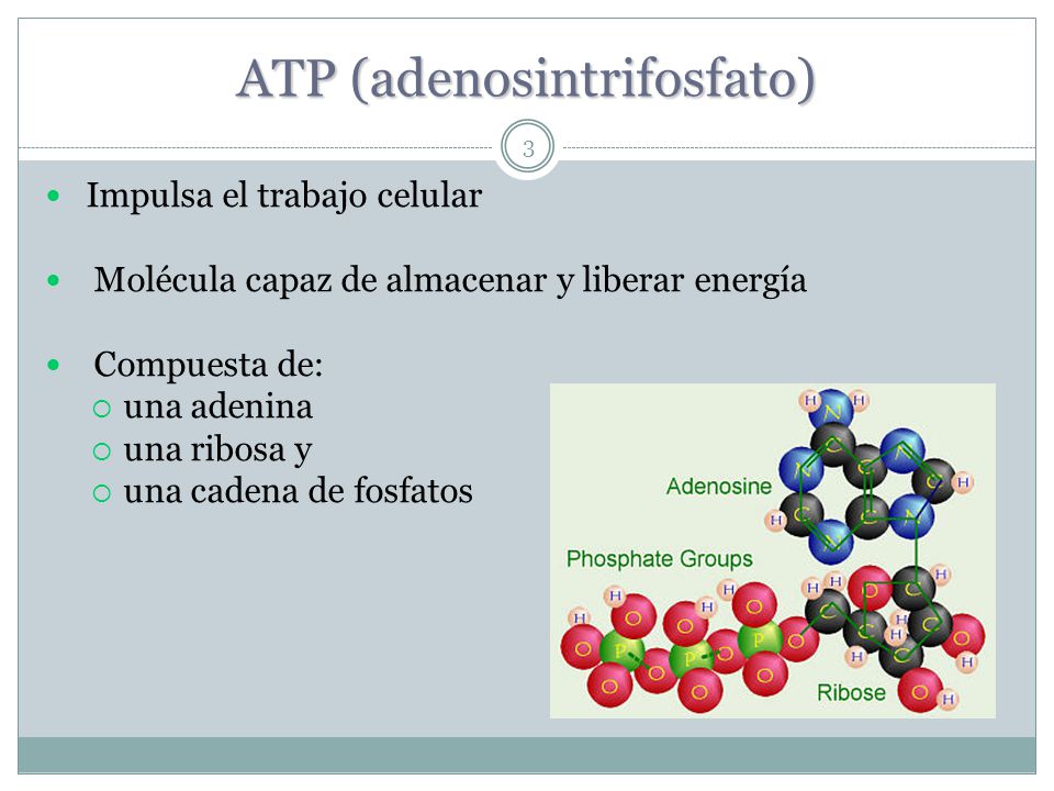 ATP (adenosintrifosfato)