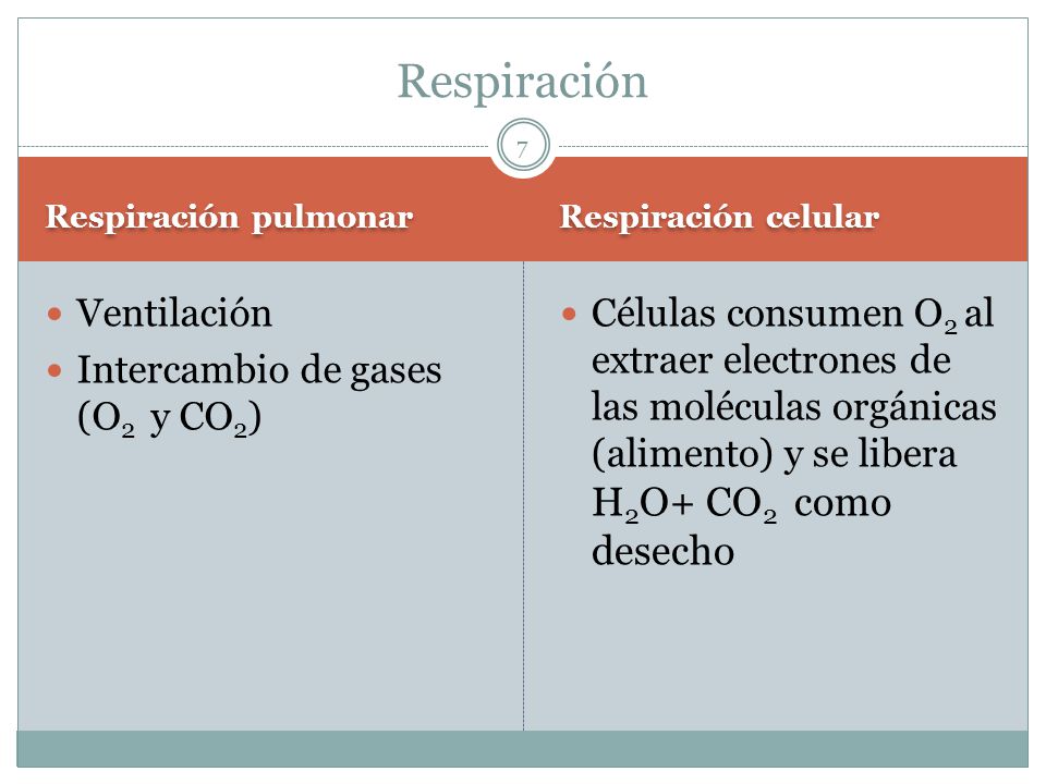 Respiración Ventilación Intercambio de gases (O2 y CO2)